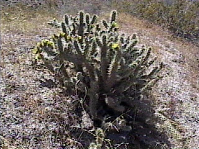 Cactus in Bloom