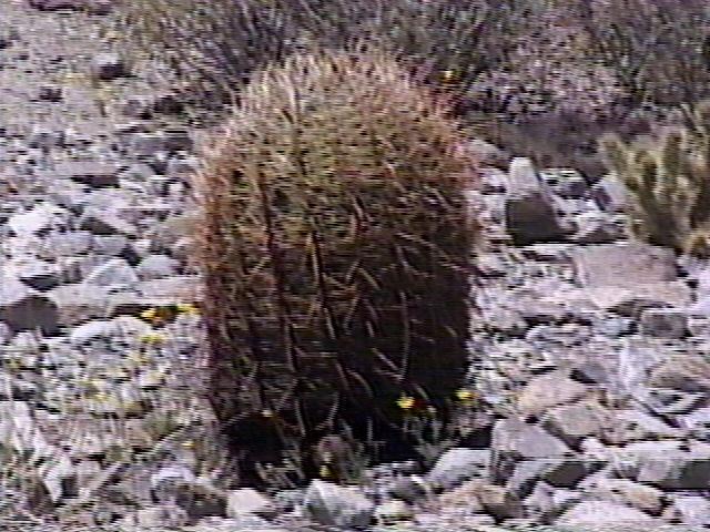 Barrel Cactus