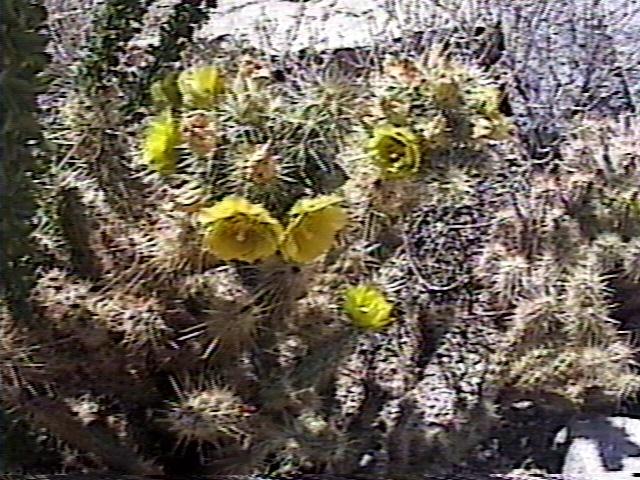 Cactus Flowers