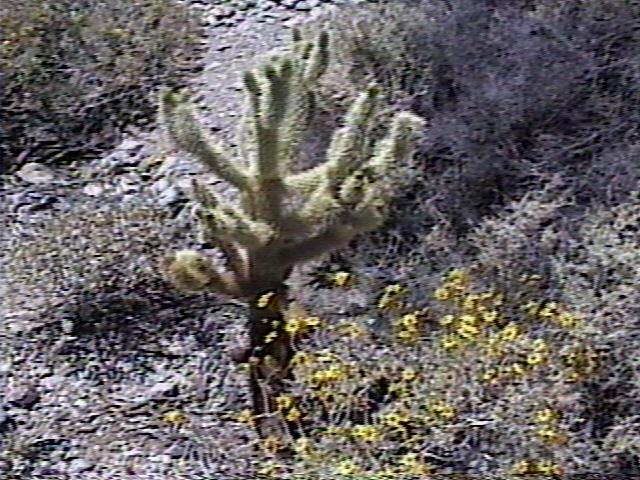 Cholla Cactus